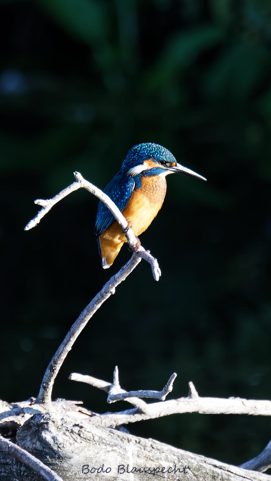 Eisvogel   Steveraue   2022.08.25 08.20 125 HQ